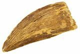 Serrated, Carcharodontosaurus Tooth - Real Dinosaur Tooth #322049-1